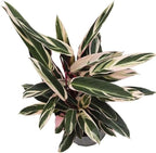 American Plant Exchange Stromanthe Triostar – 10-Inch Pot – Live Tropical Houseplant with Pink, Green & Cream Variegated Leaves, Pet-Friendly Easy Care Plant for Indoor Jungle & Home Décor
