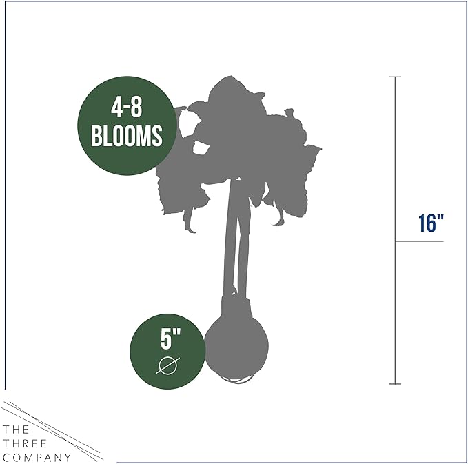 Waxed Amaryllis Bulb - Lime Green Wax, White Blooms - Easy Care - No Watering Needed! Beautiful Spring Décor
