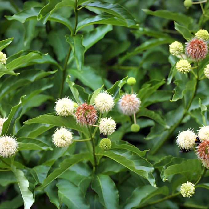 2 Button Bush Live Shrubs in 4 Inch Pot Plant, Native Buttonbush 12-18 Inch Tall, Flowering Shrubs for Rain Gardens, Pond Edges & Outdoor Landscaping