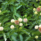 2 Button Bush Live Shrubs in 4 Inch Pot Plant, Native Buttonbush 12-18 Inch Tall, Flowering Shrubs for Rain Gardens, Pond Edges & Outdoor Landscaping
