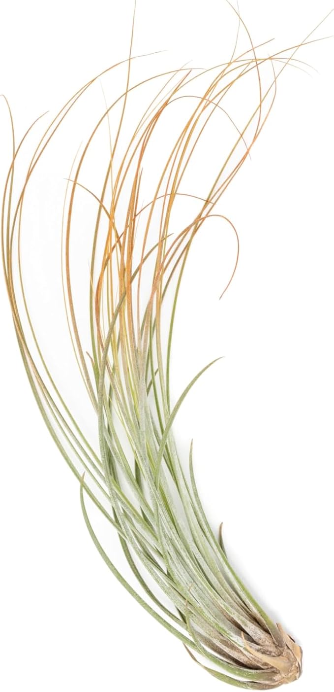 Tangerine Colorful Tillandsia Air Plants - Long Lasting Color Enhanced Live Tillandsia Succulent House Plants - Home and Garden Decor - Easy Care Indoor/Outdoor Plants (Juncea, Pack of 3)