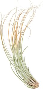 Tangerine Colorful Tillandsia Air Plants - Long Lasting Color Enhanced Live Tillandsia Succulent House Plants - Home and Garden Decor - Easy Care Indoor/Outdoor Plants (Juncea, Pack of 3)