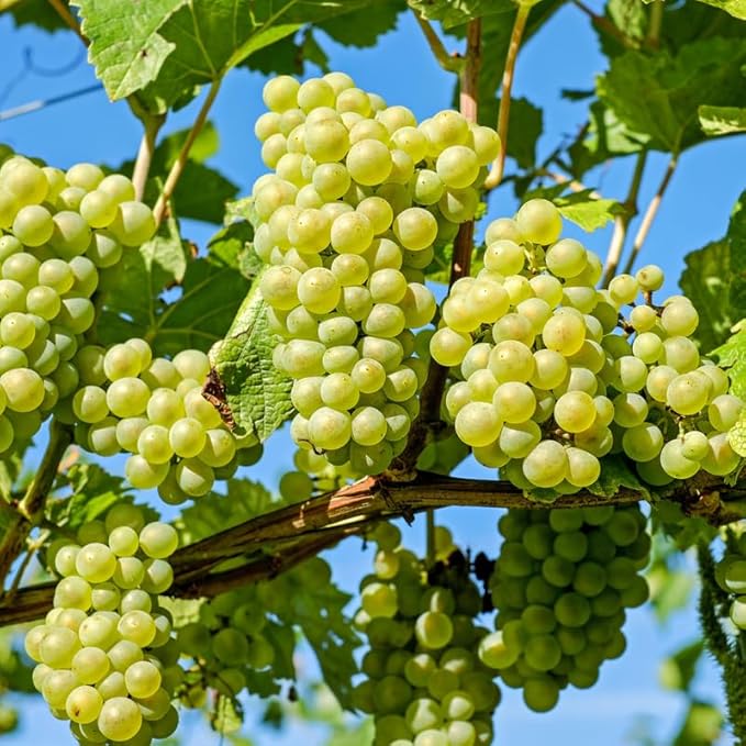 Grape Vine Plant Live for Planting Outdoors, Grape Plant Live Grape Tree to Grow 1-2 Years Old Well-Rooted, Black Grape Fruit Tree Live Plant (Green Grape)