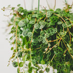 String of Turtles Plant Live, Succulent Trailing Vine, Indoor Houseplant Live in Pot