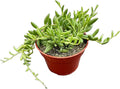 Live Succulents 'String of Bananas' (4-inch), Succulent Plants Fully Rooted in Pots with Soil, Easy-Care House Plant for DIY, Home Office Decor, Wedding Party Favor