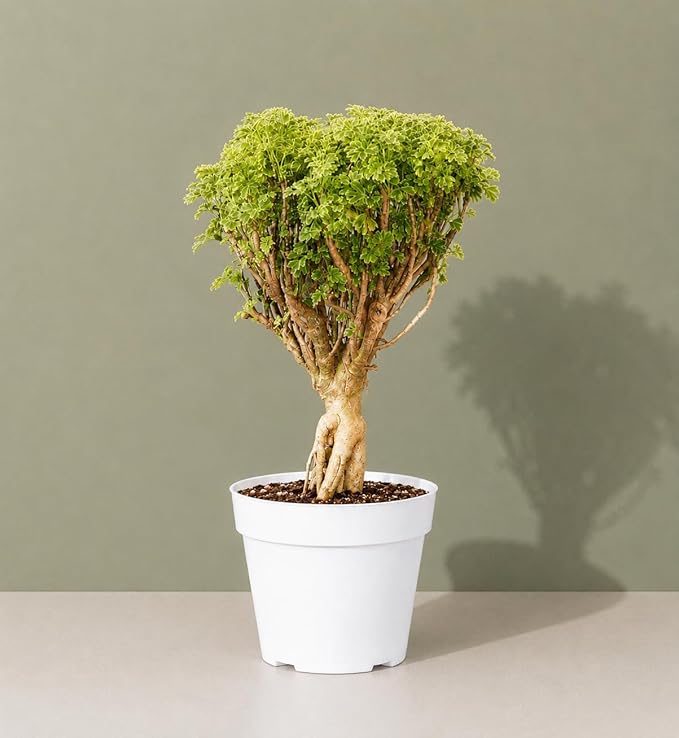 Ming Aralia Gold Bonsai Tree Live Plant - Plants Live Houseplants - Ming Aralia Stump Plant Gift, Elegant Bonsai for Indoor Spaces, Live Bonsai Plant Decor