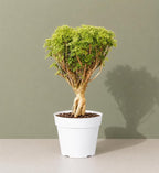 Ming Aralia Gold Bonsai Tree Live Plant - Plants Live Houseplants - Ming Aralia Stump Plant Gift, Elegant Bonsai for Indoor Spaces, Live Bonsai Plant Decor