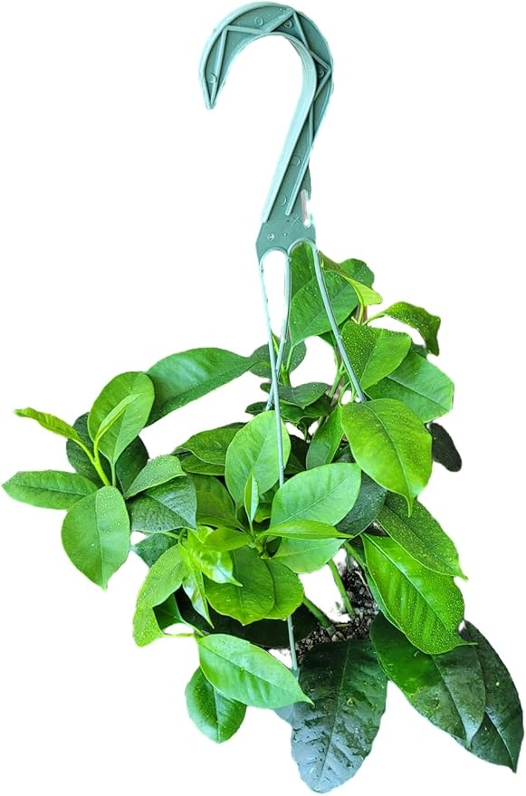 Hoya Shooting Star - Hoya Multiflora - Hoya Plants Live Houseplants - Stunning Shooting Star-Shaped Blooms - Air Purifying Tropical Vine - CA Seller (Multiple Plants in 6" Hanging Pot)