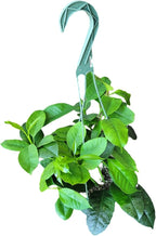 Hoya Shooting Star - Hoya Multiflora - Hoya Plants Live Houseplants - Stunning Shooting Star-Shaped Blooms - Air Purifying Tropical Vine - CA Seller (1 Small Plant in 3.5" Pot)
