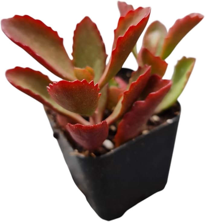 Live Succulent Cactus Plants from USKC (2" Pot) (Kalanchoe Sexangularis)