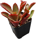Live Succulent Cactus Plants from USKC (2" Pot) (Kalanchoe Sexangularis)