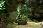FISCRAT Tabletop Glass Terrarium -5"x5"x10.8" Black Metal Frame Indoor Plant Display Container with Openable Door, Low--Maintenance Succulent Ecosystem, Space Saving Art Decor (Plants Not Included)
