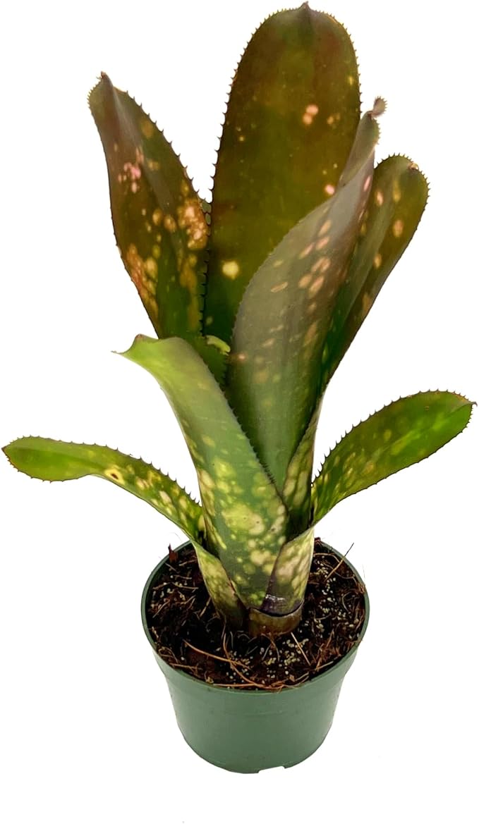 ragnaroc Live Plants – Bromeliad Billbergia Hallelujah, 9-18" - 1ct - Live Arrival Guaranteed - House Plants for Home Decor & Gift