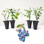 Blueberry Plant Legacy Live for Sale (4 Pack) | Easy to Grow Plants | Edible Fruit Plant for Sustainable Living | Grow Your own Food on Your Edible Organic Garden| Live for Planting| No Seeds