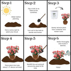 Proven Winners 2 Gal. Reminiscent Coral Rose Shrub