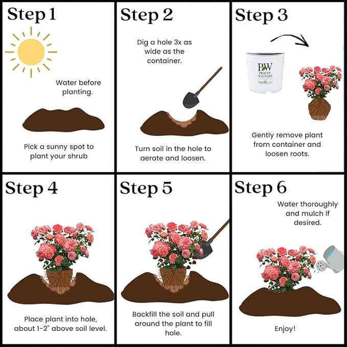Proven Winners 2 Gal. Reminiscent Coral Rose Shrub