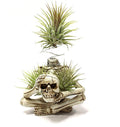 Resin Skeleton Air Plant Holders,Gothic Skeleton Planter,Halloween Plants Pot,Skull Table Top Display Planters for Air Plants and Other Mini Plants,Small Tillandsia Airplants Container