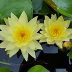 Nymphaea Joey Tomocik Yellow Hardy Water Lily Rhizome Live Aquarium Plant BUY2GET1FREE