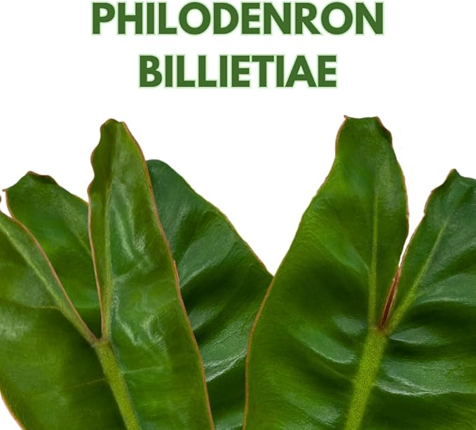 BubbleBlooms Philodendron Billietiae in a 4 inch Pot Very Rare Philo Washboard Abs Plant