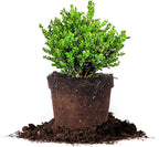 Perfect Plants Wintergreen Boxwood Live Plant, 3 gallon, Includes Care Guide