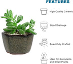 Bonsai Planter 8/12/20 pc Mini Glazed Pots Succulent 1.6 Inch