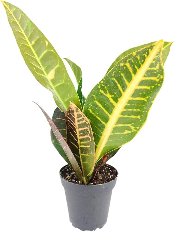 Croton Petra (4'' Grower Pot) - Air Purifying and Live Healthy Houseplant - Easy to Grow, Easy to Care Indoor Houseplant