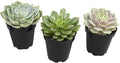 Altman Plants, Echeveria Succulents Live Plants (3 Pack) Assorted 3.5" Potted Succulents Plants Live House Plants in Cacti and Succulent Soil, Wedding Party Favors Cactus Plants Live Indoor Plants