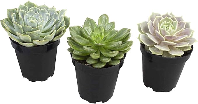 Altman Plants, Echeveria Succulents Live Plants (3 Pack) Assorted 3.5" Potted Succulents Plants Live House Plants in Cacti and Succulent Soil, Wedding Party Favors Cactus Plants Live Indoor Plants