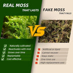 Real Live Moss for Terrariums,Jumping Spider, Reptile Habitats & Mini Landscapes – Naturally Cultivated Live Moss, Revives in 5 Minutes with Water Mist, Grows & Multiplies (3 Sheets, 3.5”x7”)