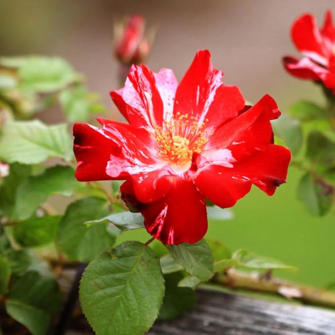 Fragrant Rose Plant Live Bush Shrub or Climbing, Old-Fashioned Roses Summer Rebloomer in 2.5 Inch Pot, Lanscape Rose Plant (Assorted) (Fourth of July)