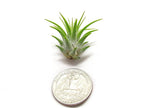 Fairy Garden Tillandsia Air Plants Live Indoor Plants (75PK), Terrarium Plants Live Houseplants Fairy Garden Accessories, Live Plants Indoor Fairy Garden Kit, Air Plant Lover Gifts by Plants for Pets
