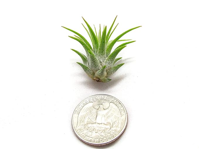 Fairy Garden Tillandsia Air Plants Live Indoor Plants (100PK), Terrarium Plants Live Houseplants Fairy Garden Accessories, Live Plants Indoor Fairy Garden Kit, Air Plant Lover Gifts by Plants for Pets