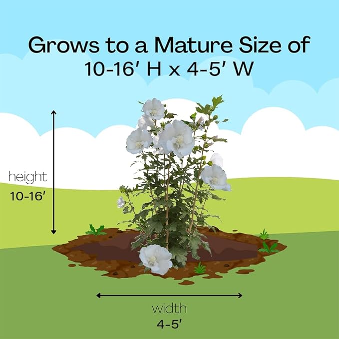 Proven Winners 2 Gal. White Pillar Rose of Sharon (Hibiscus) Shrub