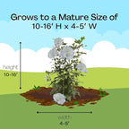 Proven Winners 2 Gal. White Pillar Rose of Sharon (Hibiscus) Shrub