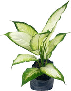 LEAL PLANTS ECUADOR Stunning Dieffenbachia Camille (Dumb Cane) – Lush Variegated Foliage, Easy-Care Tropical Houseplant, Natural Air Purifier, Perfect for Home Decor, Unique Gift for Plant Lover