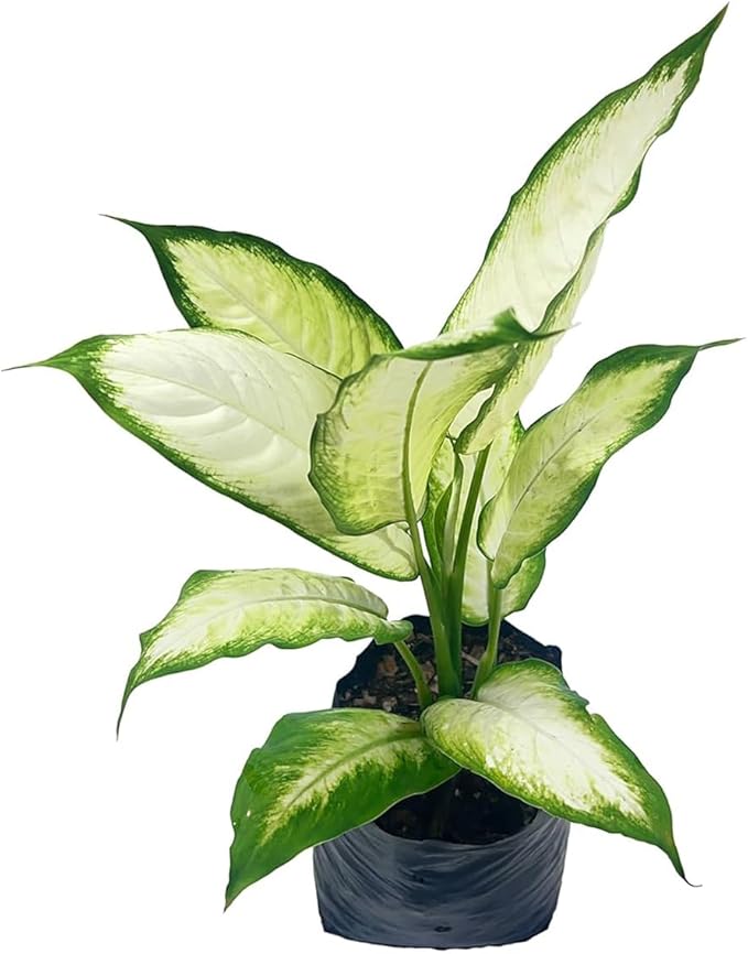 LEAL PLANTS ECUADOR Stunning Dieffenbachia Camille (Dumb Cane) – Lush Variegated Foliage, Easy-Care Tropical Houseplant, Natural Air Purifier, Perfect for Home Decor, Unique Gift for Plant Lover
