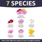 Cosmos Seeds Wildflower Mixture - Bulk Quarter Pound Bag - Over 20,000 Seeds - Pink, Yellow, Orange, Red, Purple and White Mixed Species!