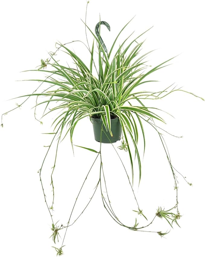 Spider Plant (6 inch) - Air-Purifying Houseplants - 4/6 inch Unique Live Decorative Houseplants - Low-Maintenance Indoor Plants, House Warming Gift, Natural Air Purifier
