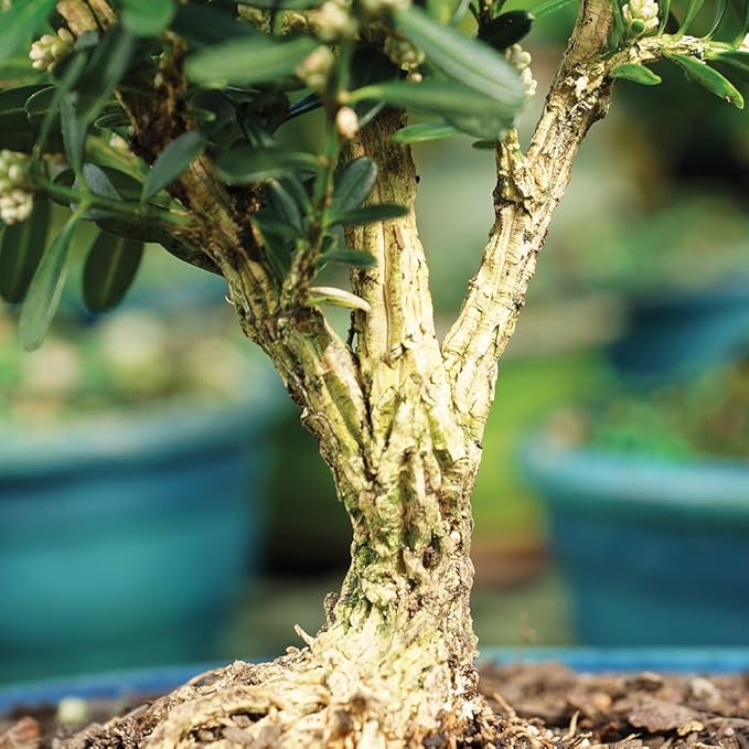 Brussel's Bonsai Live Harland Boxwood Bonsai Tree - Medium, 5 Years, 8 to 12 Inches Tall - Outdoor Bonsai Tree with Ceramic Bonsai Pot and Bonsai Tray