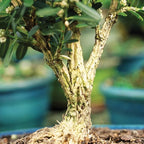 Brussel's Bonsai Live Harland Boxwood Bonsai Tree - Medium, 5 Years, 8 to 12 Inches Tall - Outdoor Bonsai Tree with Ceramic Bonsai Pot and Bonsai Tray