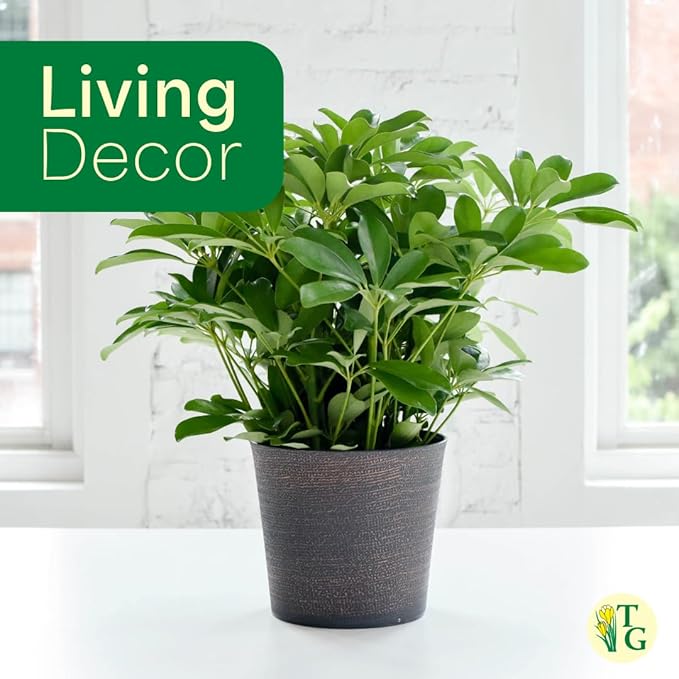 Thorsen's Greenhouse Live Arboricola Umbrella Tree Plant, Schefflera Arboricola, Natural Air Purifier, Easy to Grow, Live Indoor Houseplant, 4-inch Diameter (Terra Cotta)