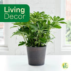 Thorsen's Greenhouse Live Arboricola Umbrella Tree Plant, Schefflera Arboricola, Natural Air Purifier, Easy to Grow, Live Indoor Houseplant, 4-inch Diameter (Copper)