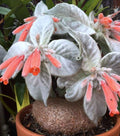Sinningia Leucotricha Plant 100 Seeds Caudex Rare Succulent by Exotic-Succulent-Collection