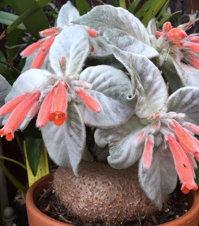 Sinningia Leucotricha Plant 100 Seeds Caudex Rare Succulent by Exotic-Succulent-Collection