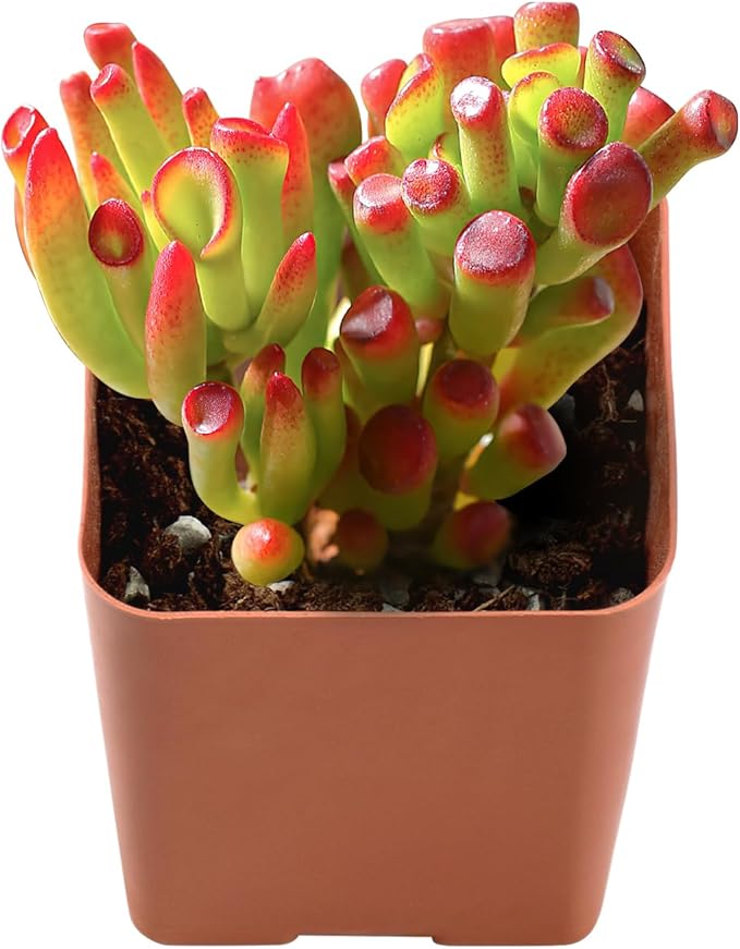 Live Succulent Trumpet Jade, 2 Inch Fully Rooted Potted Plant, Easy Care & Drought Tolerant, Indoor Houseplant for Home Decor
