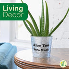 Thorsen's Greenhouse Aloe Vera, Live Indoor Plant, Aloe barbadensis, Easy to Grow, Succulent, Natural Air Purifier, 6" Diameter Pot (Nursery Pot)