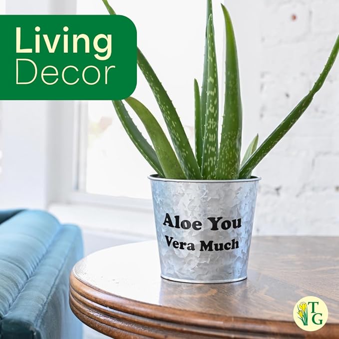 Thorsen's Greenhouse Aloe Vera, Live Indoor Plant, Aloe barbadensis, Easy to Grow, Succulent, Natural Air Purifier, 4" Diameter Pot (Coffee)