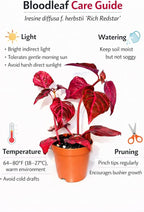 Bloodleaf ‘Rich Redstar’ – Live Plant – Vibrant Red Foliage – 2 Inch Pot – Indoor/Outdoor