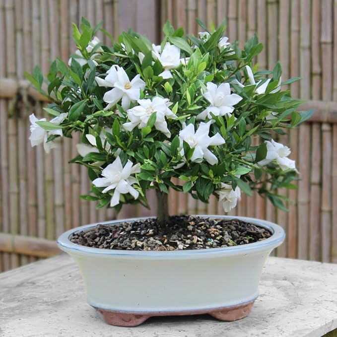 Brussel's Live Gardenia Outdoor Bonsai Tree - 6 Years Old; 10" to 14" Tall with Decorative Container