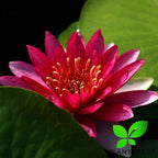 Water Lily Tuber 3 Pre-Grown Hardy Lily Rhizome Live Aquarium Plant